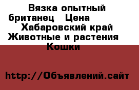 Вязка опытный британец › Цена ­ 2 000 - Хабаровский край Животные и растения » Кошки   